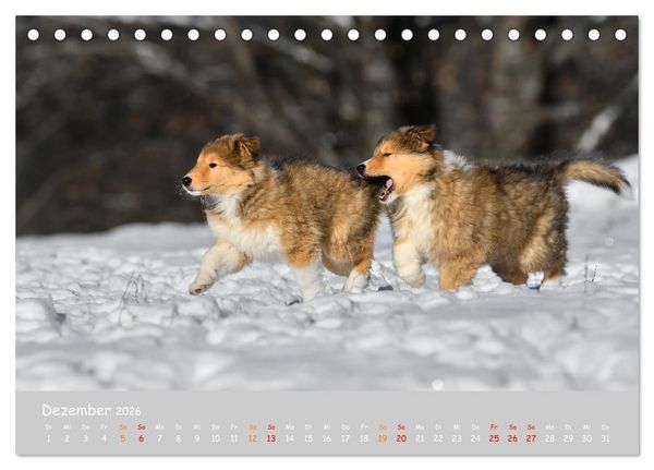 Produktbild: Collie Welpen im Schnee (Tischkalender 2026 DIN A5 quer), CALVENDO Monatskalender