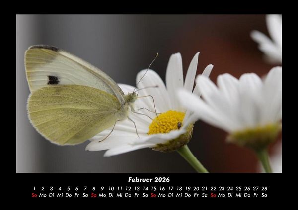 Produktbild: Bunte Pracht der Schmetterlinge 2026 Fotokalender DIN A3