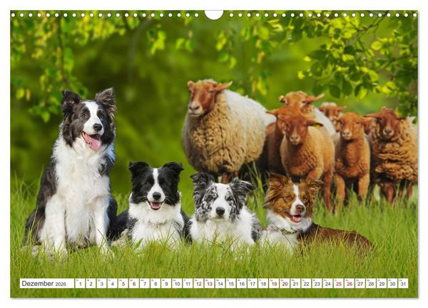 Produktbild: Border Collie - Das Universalgenie unter den Hunden (Wandkalender 2026 DIN A3 quer), CALVENDO Monatskalender