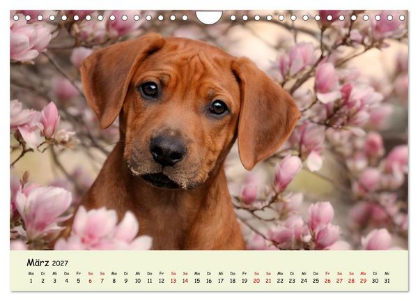 Produktbild: Rhodesian Ridgeback - Welpenzauber (Wandkalender 2027 DIN A4 quer), CALVENDO Monatskalender