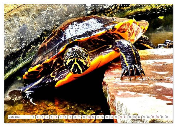 Produktbild: Schmuckschildkr&ouml;ten - Schmuckst&uuml;cke der Natur (hochwertiger Premium Wandkalender 2026 DIN A2 quer), Kunstdruck in Hochglanz