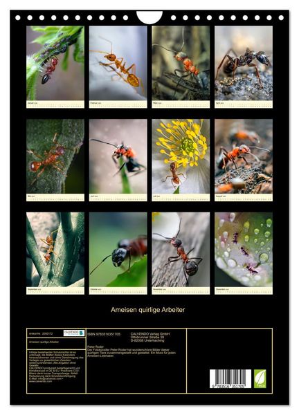 Produktbild: Ameisen quirlige Arbeiter (Wandkalender 2026 DIN A4 hoch), CALVENDO Monatskalender