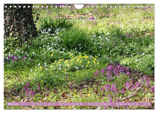Produktbild: Wundersch&ouml;ne Wildblumen (Wandkalender 2026 DIN A4 quer), CALVENDO Monatskalender