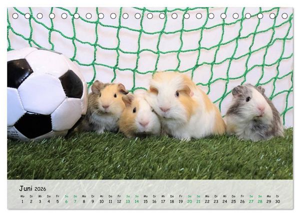 Produktbild: Meerschweinchen 2026 - bezaubernd, hinrei&szlig;end, entz&uuml;ckend (Tischkalender 2026 DIN A5 quer), CALVENDO Monatskalender