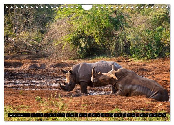 Produktbild: Afrikas Tierwelt: Nash&ouml;rner (Wandkalender 2026 DIN A4 quer), CALVENDO Monatskalender