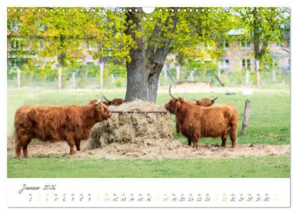 Produktbild: Das Hochlandrind (Wandkalender 2026 DIN A3 quer), CALVENDO Monatskalender