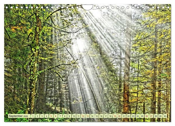 Produktbild: Verwunschene Waldtr&auml;ume: Ein Kalender voller Magie (Wandkalender 2026 DIN A4 quer), CALVENDO Monatskalender