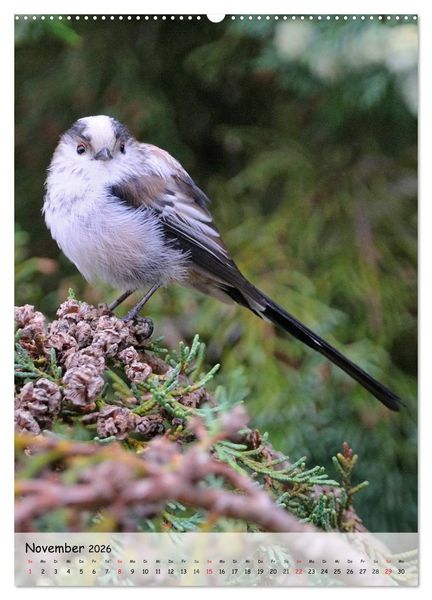 Produktbild: V&ouml;gel im heimischen Garten (hochwertiger Premium Wandkalender 2026 DIN A2 hoch), Kunstdruck in Hochglanz