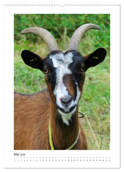 Produktbild: Ziegenportraits (hochwertiger Premium Wandkalender 2026 DIN A2 hoch), Kunstdruck in Hochglanz