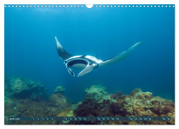 Produktbild: Tauchen, Fische und Meer (Wandkalender 2026 DIN A3 quer), CALVENDO Monatskalender