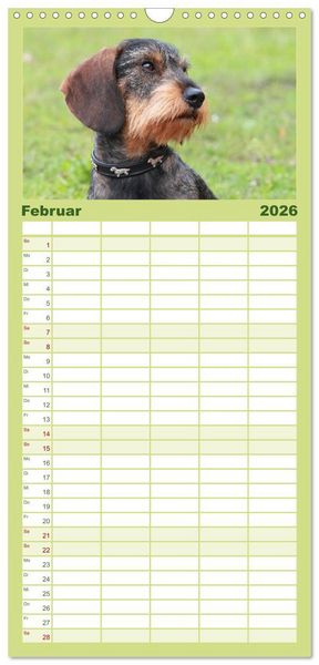 Produktbild: Familienplaner 2026 - Liebenswerte Rabauken - Rauhaardackel mit 5 Spalten (Wandkalender, 21 x 45 cm) CALVENDO