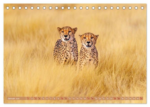 Produktbild: Afrikas Tierwelt - Geparde (Tischkalender 2026 DIN A5 quer), CALVENDO Monatskalender