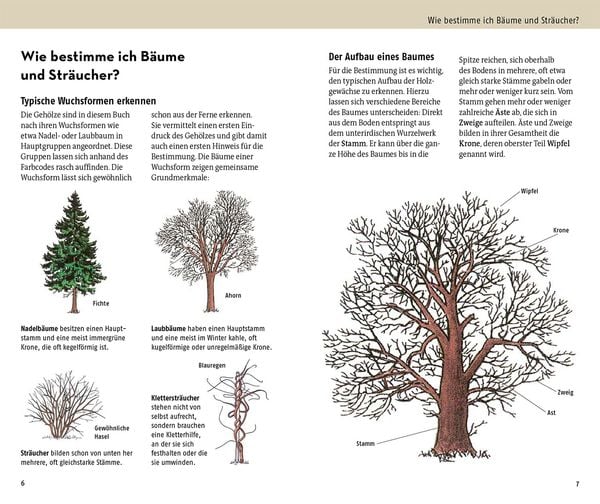 Produktbild: Welcher Baum ist das?