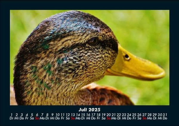 Produktbild: Enten 2025 Fotokalender DIN A5