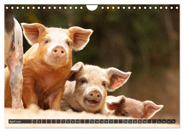 Produktbild: Korsika - s&uuml;&szlig;e, wilde Schweinchen (Wandkalender 2026 DIN A4 quer), CALVENDO Monatskalender