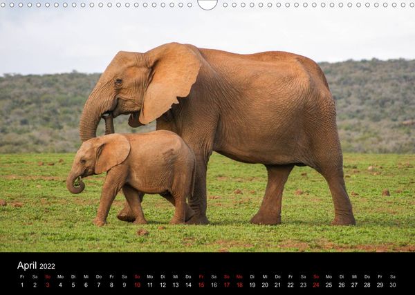 Produktbild: Faszinierendes S&uuml;dafrika / CH-Version (Wandkalender 2022 DIN A3 quer)