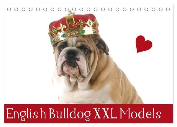 English Bulldog XXL Models (Tischkalender 2026 DIN A5 quer), CALVENDO Monatskalender