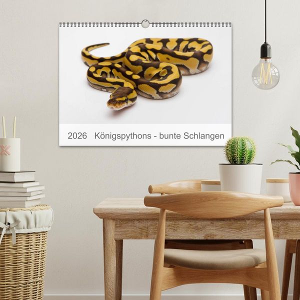 Produktbild: K&ouml;nigspythons - bunte Schlangen (Wandkalender 2026 DIN A3 quer), CALVENDO Monatskalender