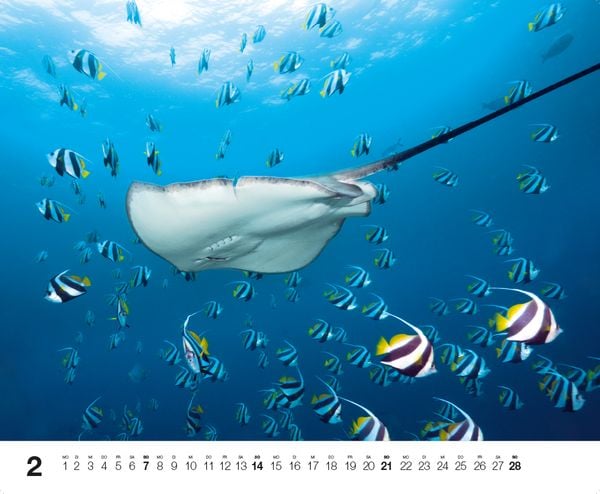 Produktbild: Dive 2027