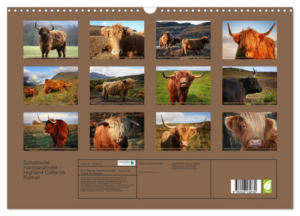 Produktbild: Schottische Hochlandrinder - Highland Cattle im Portrait (Wandkalender 2026 DIN A3 quer), CALVENDO Monatskalender