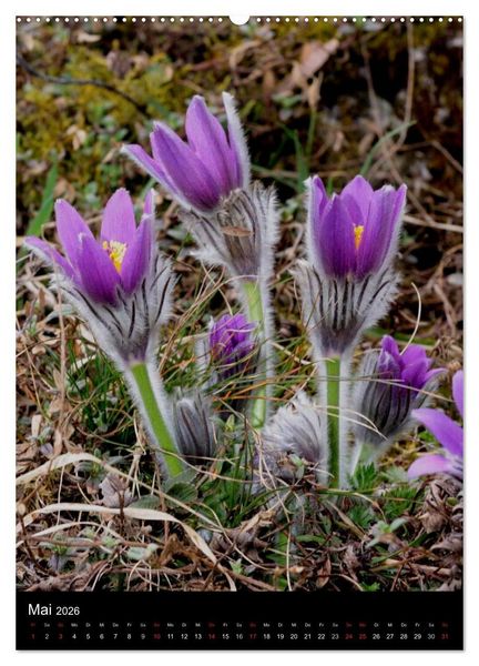 Produktbild: Seltene Wildblumen (Wandkalender 2026 DIN A2 hoch), CALVENDO Monatskalender