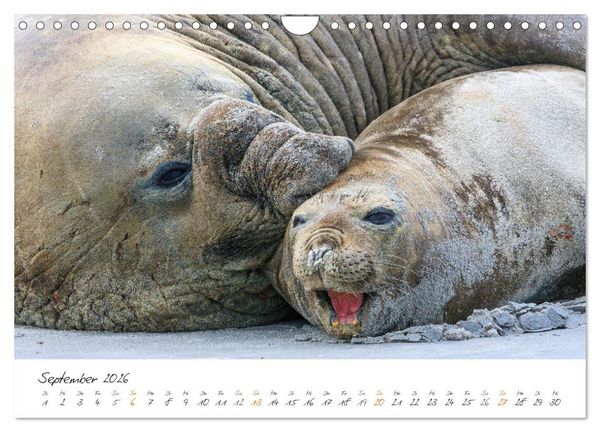 Produktbild: Tierisches von den Falklandinseln (Wandkalender 2026 DIN A4 quer), CALVENDO Monatskalender