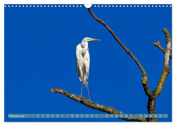 Produktbild: Reiher - auf langen Beinen (Wandkalender 2026 DIN A3 quer), CALVENDO Monatskalender