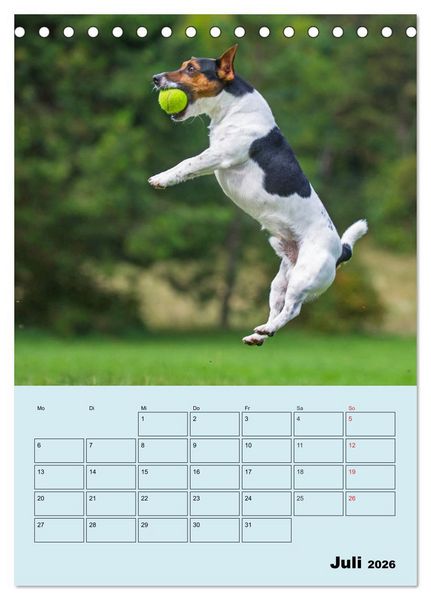 Produktbild: Familienplaner Jack und Parson Russell Terrier (Tischkalender 2026 DIN A5 hoch), CALVENDO Monatskalender