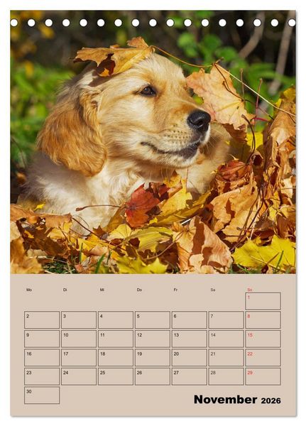 Produktbild: Jahresplaner Golden Retriever Welpen (Tischkalender 2026 DIN A5 hoch), CALVENDO Monatskalender