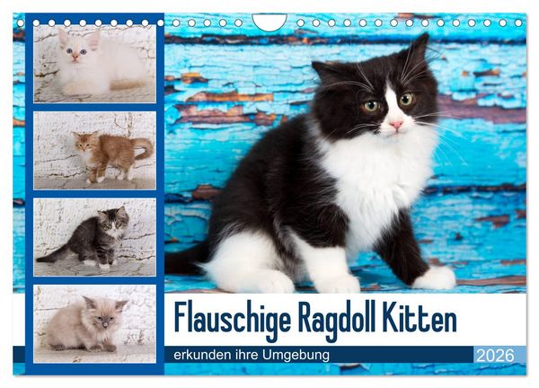 Produktbild: Flauschige Ragdoll Kitten (Wandkalender 2026 DIN A4 quer), CALVENDO Monatskalender