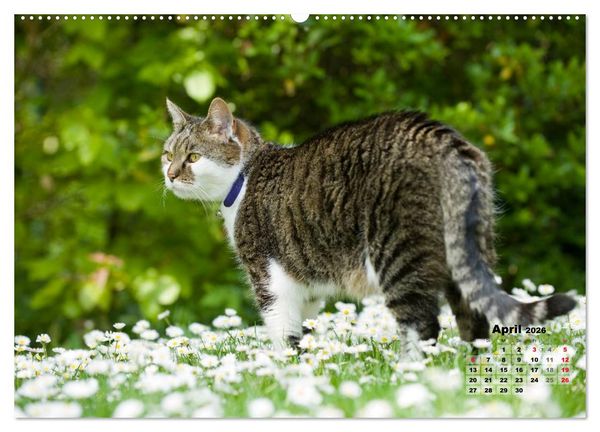Produktbild: Katzen im Gr&uuml;nen (Wandkalender 2026 DIN A2 quer), CALVENDO Monatskalender