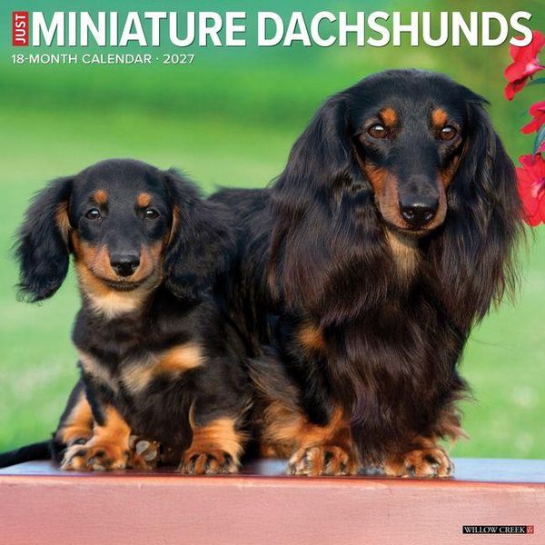 Produktbild: Miniature Dachshunds 2027 12 X 12 Wall Calendar