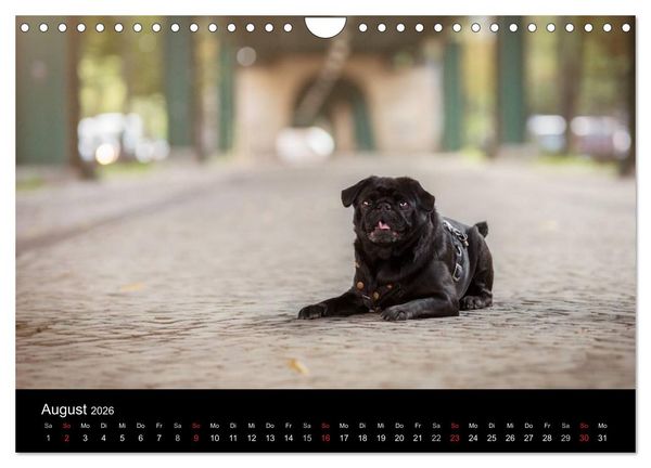 Produktbild: Berliner M&ouml;pse (Wandkalender 2026 DIN A4 quer), CALVENDO Monatskalender