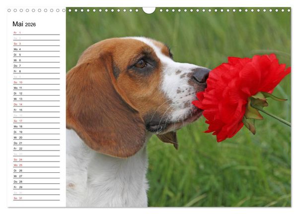 Produktbild: DER BEAGLEige TERMINPLANER (Wandkalender 2026 DIN A3 quer), CALVENDO Monatskalender