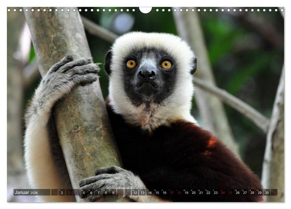 Produktbild: Planet der seltenen Affen (Wandkalender 2026 DIN A3 quer), CALVENDO Monatskalender