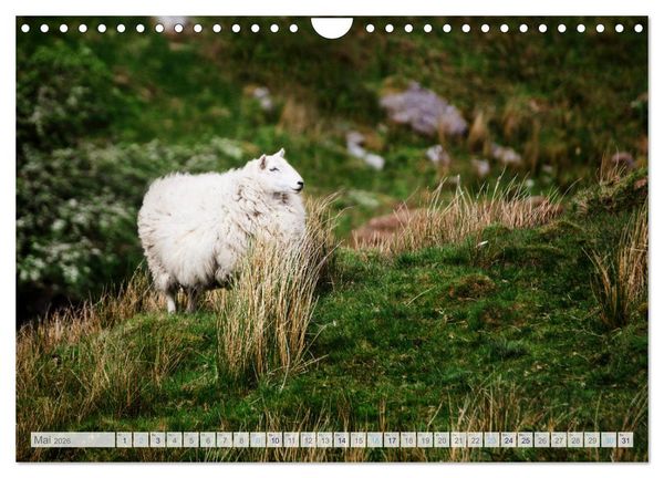 Produktbild: Schafe - Raues Wetter, weiche Wolle (Wandkalender 2026 DIN A4 quer), CALVENDO Monatskalender