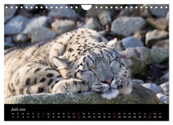 Produktbild: Schneeleoparden (Wandkalender 2026 DIN A4 quer), CALVENDO Monatskalender