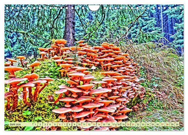 Produktbild: Verwunschene Waldtr&auml;ume: Ein Kalender voller Magie (Wandkalender 2026 DIN A4 quer), CALVENDO Monatskalender