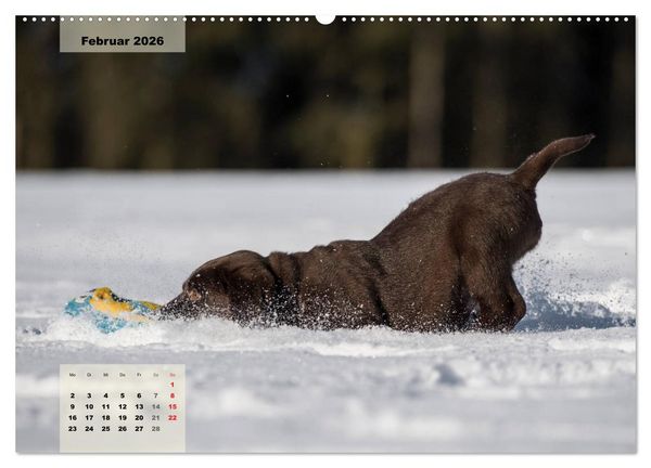Produktbild: Welpenspa&szlig; (Wandkalender 2026 DIN A2 quer), CALVENDO Monatskalender