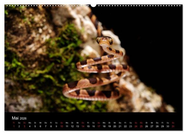 Produktbild: Schlangen (hochwertiger Premium Wandkalender 2026 DIN A2 quer), Kunstdruck in Hochglanz
