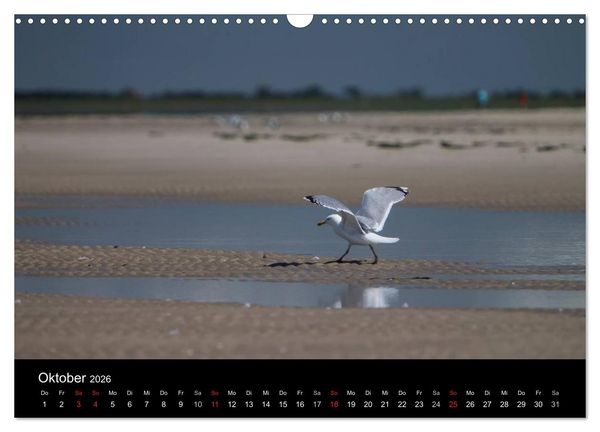 Produktbild: Amrumer Impressionen (Wandkalender 2026 DIN A3 quer), CALVENDO Monatskalender