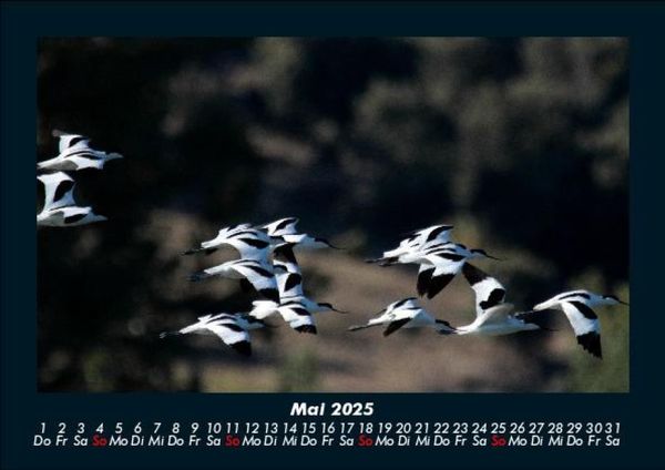 Produktbild: M&ouml;wen 2025 Fotokalender DIN A5