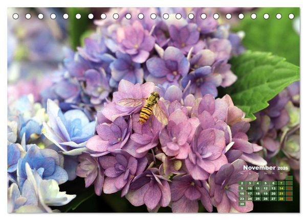 Produktbild: Sommerliche Bl&uuml;tentr&auml;ume (Tischkalender 2026 DIN A5 quer), CALVENDO Monatskalender