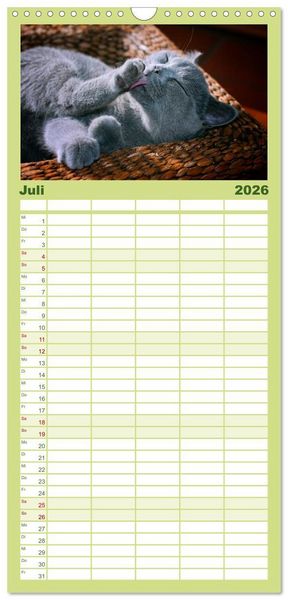 Produktbild: Familienplaner 2026 - B&auml;rige Schmusetiger - Britisch Kurzhaar mit 5 Spalten (Wandkalender, 21 x 45 cm) CALVENDO
