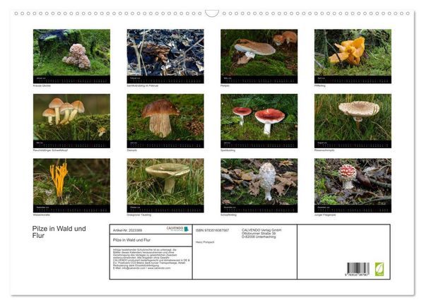 Produktbild: Pilze in Wald und Flur (Wandkalender 2026 DIN A2 quer), CALVENDO Monatskalender
