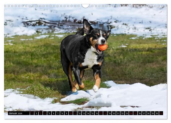 Produktbild: Appenzeller Sennenhunde - Fr&ouml;hliche Kameraden (Wandkalender 2026 DIN A3 quer), CALVENDO Monatskalender