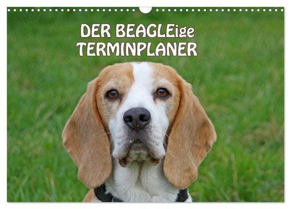 Produktbild: DER BEAGLEige TERMINPLANER (Wandkalender 2026 DIN A3 quer), CALVENDO Monatskalender