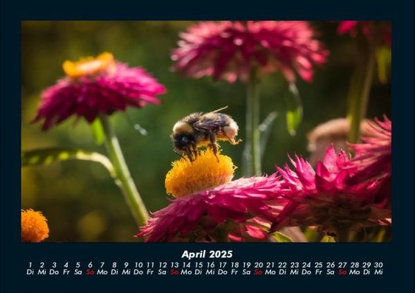 Produktbild: Bienen 2025 Fotokalender DIN A4