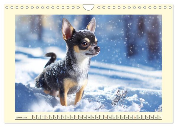 Produktbild: Reizende Chihuahuas. Winzige Hunde mit riesigem Ego und Grips (Wandkalender 2026 DIN A4 quer), CALVENDO Monatskalender