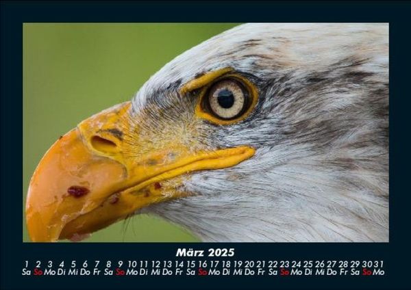 Produktbild: Adler 2025 Fotokalender DIN A5